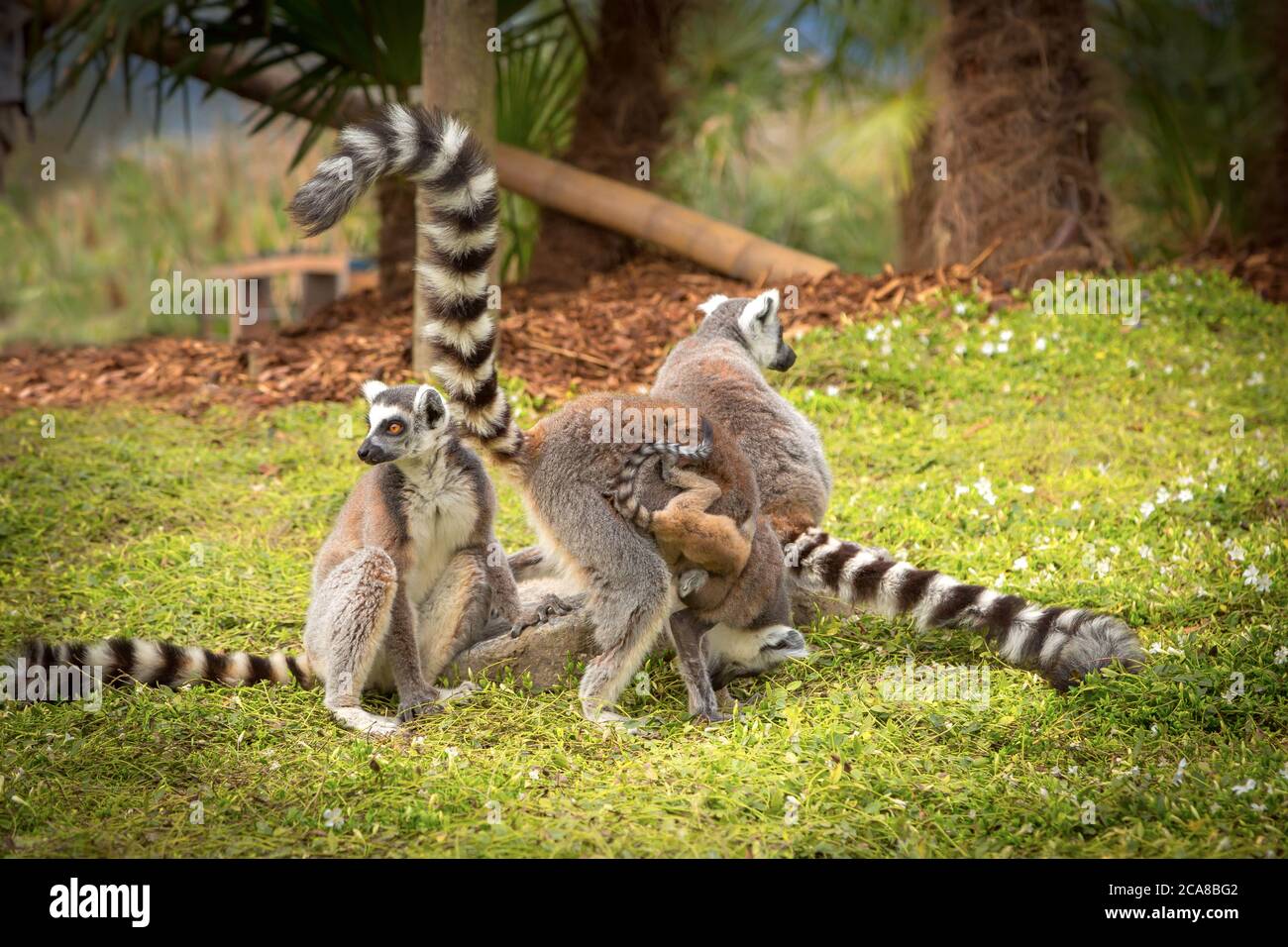 famiglia di scimmie lemure sull'erba verde Foto Stock
