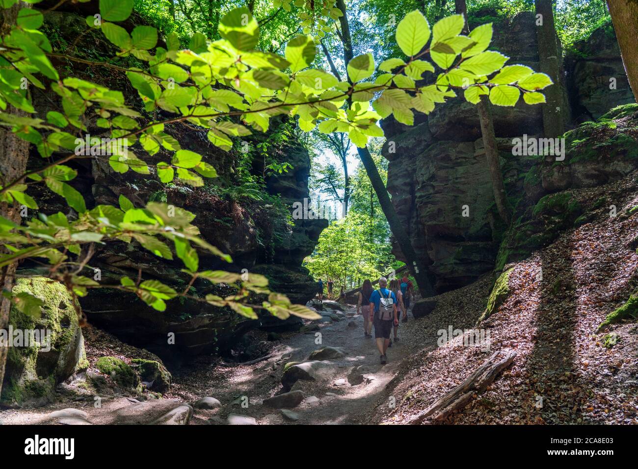 Sentiero per la Gola del Diavolo, vicino Irrel, Parco Naturale Südeifel, Rheinland-Pflanz, Germania, Foto Stock