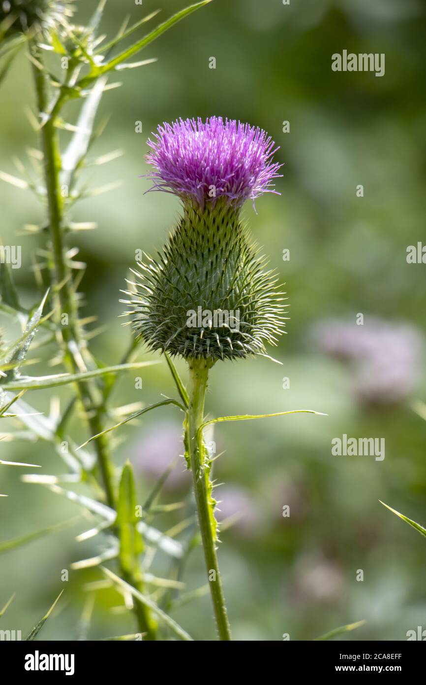 Burdock porpora spinoso fiore, grande pianta erbacea vecchio mondo della famiglia Daisy Foto Stock