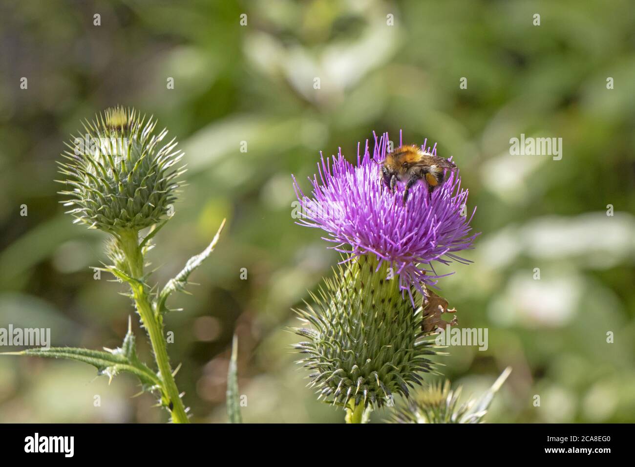 Bumblebee su un bel fiore viola di burdock Foto Stock