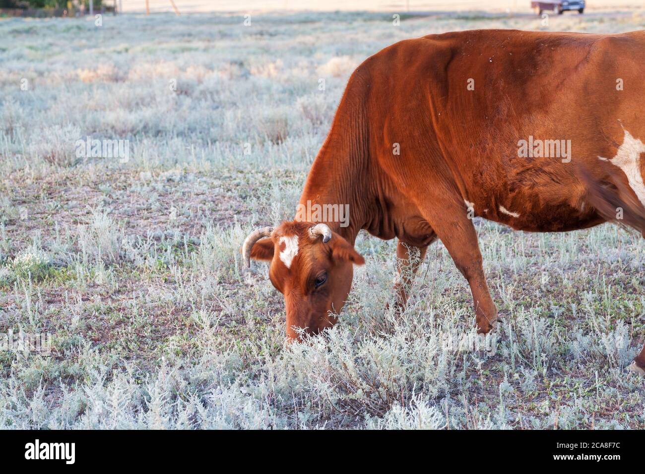 Una mucca pazza in un prato alla ricerca di cibo tra i magri semi-deserti delle steppe di Kalmyk Foto Stock