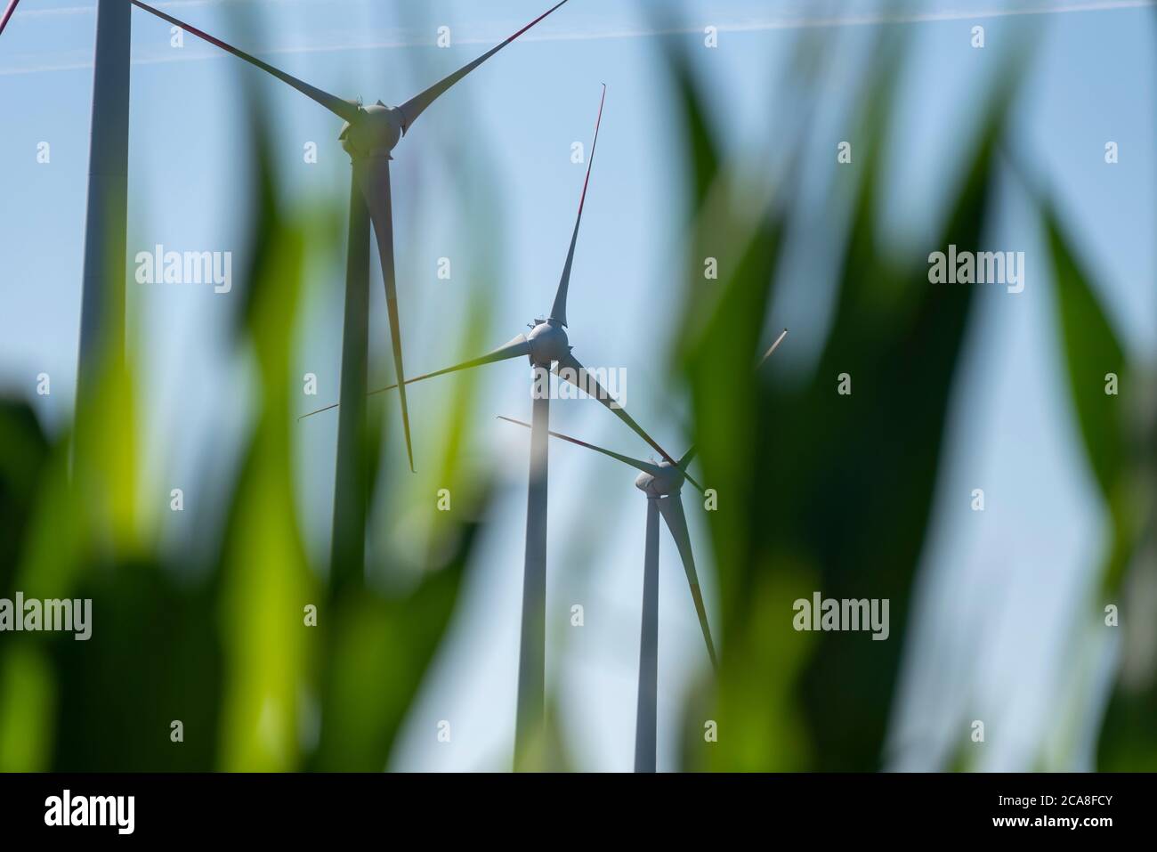 Hamersleben, Germania. 30 luglio 2020. Le turbine eoliche sono situate in un campo di mais. Credit: Stefano Nosini/dpa-Zentralbild/ZB/dpa/Alamy Live News Foto Stock