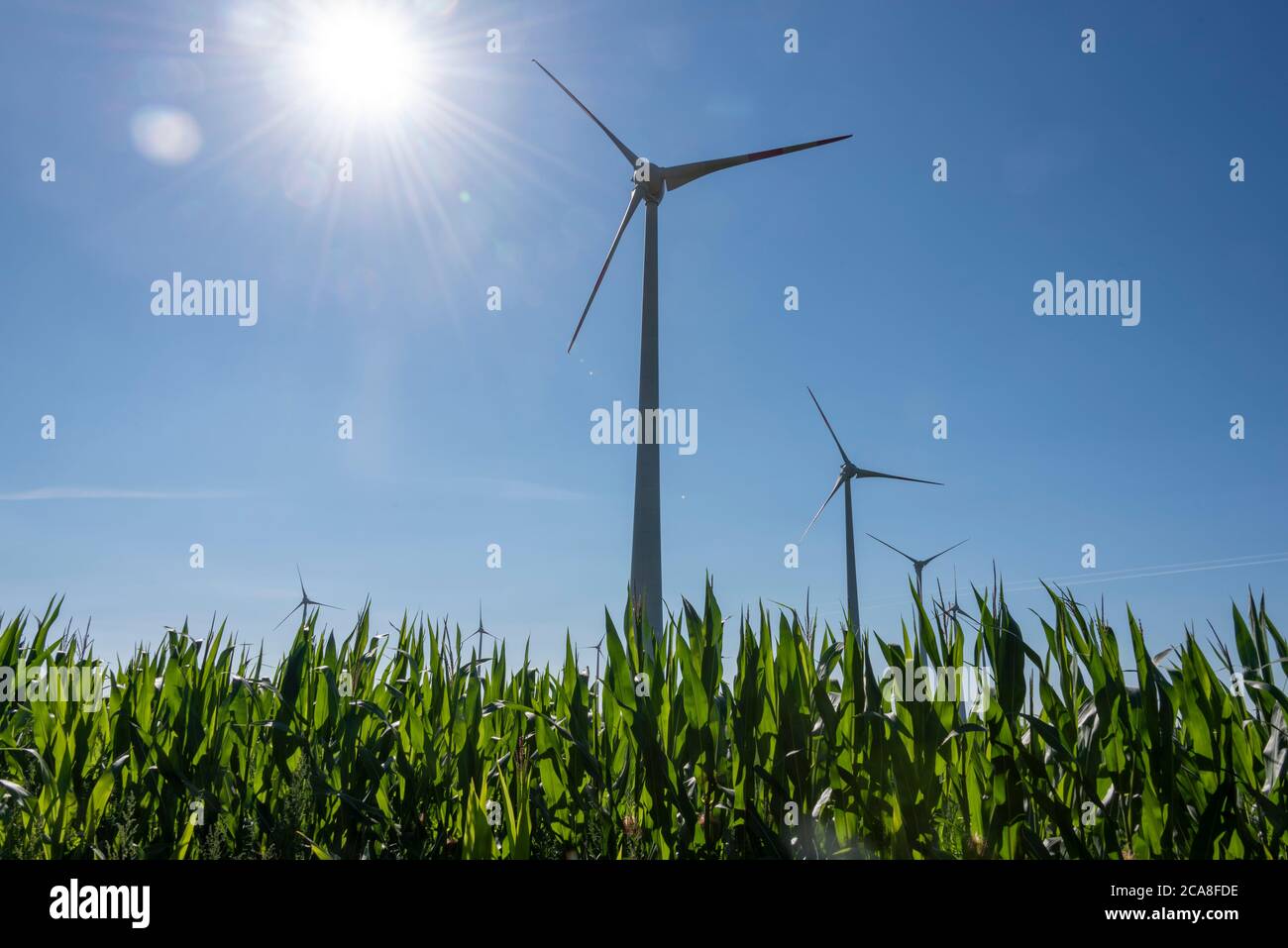 Hamersleben, Germania. 30 luglio 2020. Le turbine eoliche sono situate in un campo di mais. Credit: Stefano Nosini/dpa-Zentralbild/ZB/dpa/Alamy Live News Foto Stock