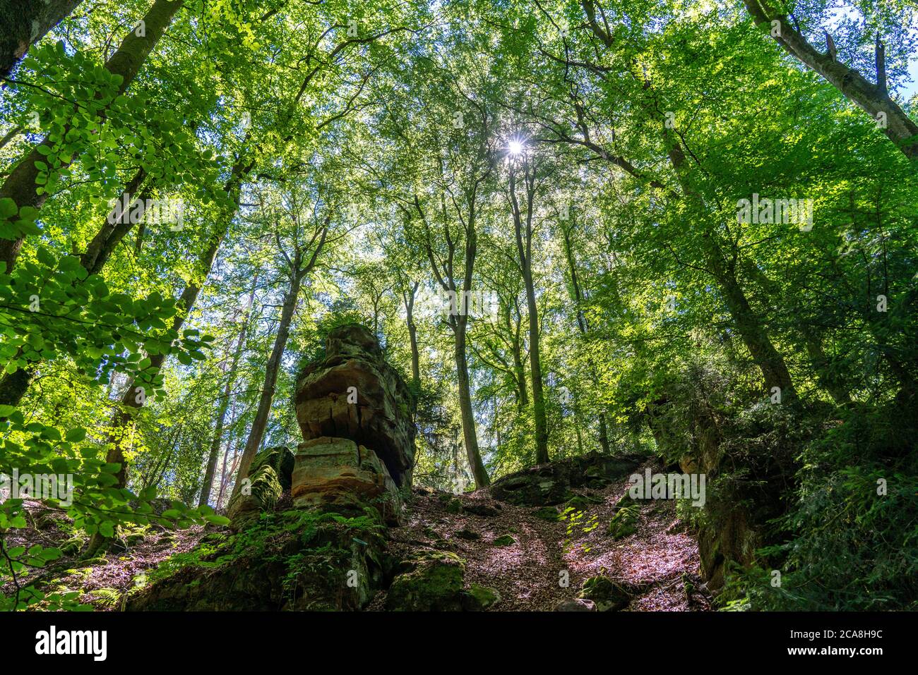 Weg zur Teufelsschlucht, bei Irrel, Naturpark Südeifel, Rheinland-Pflanz, Deutschland, Foto Stock
