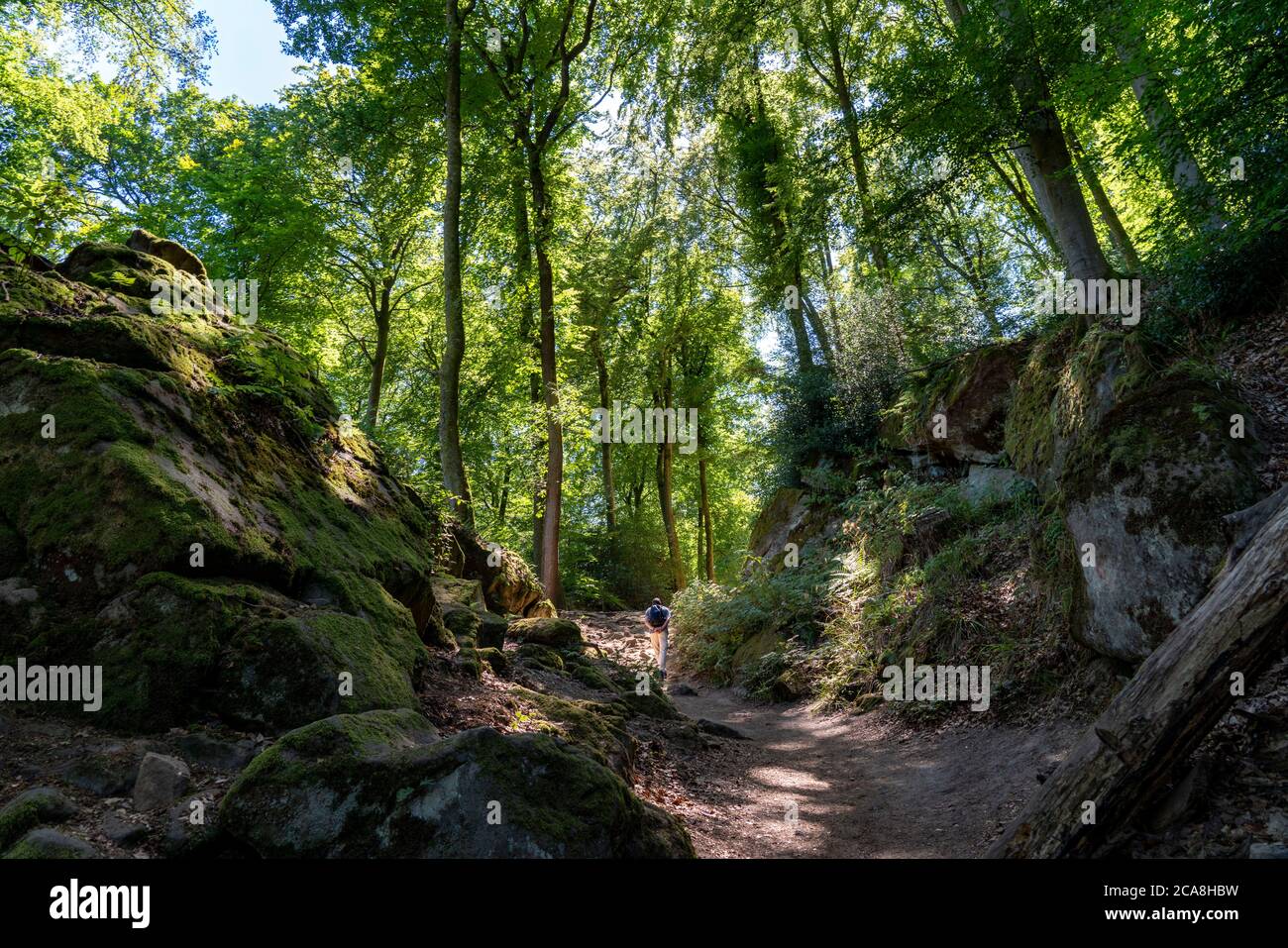 Sentiero per la Gola del Diavolo, vicino Irrel, Parco Naturale Südeifel, Rheinland-Pflanz, Germania, Foto Stock