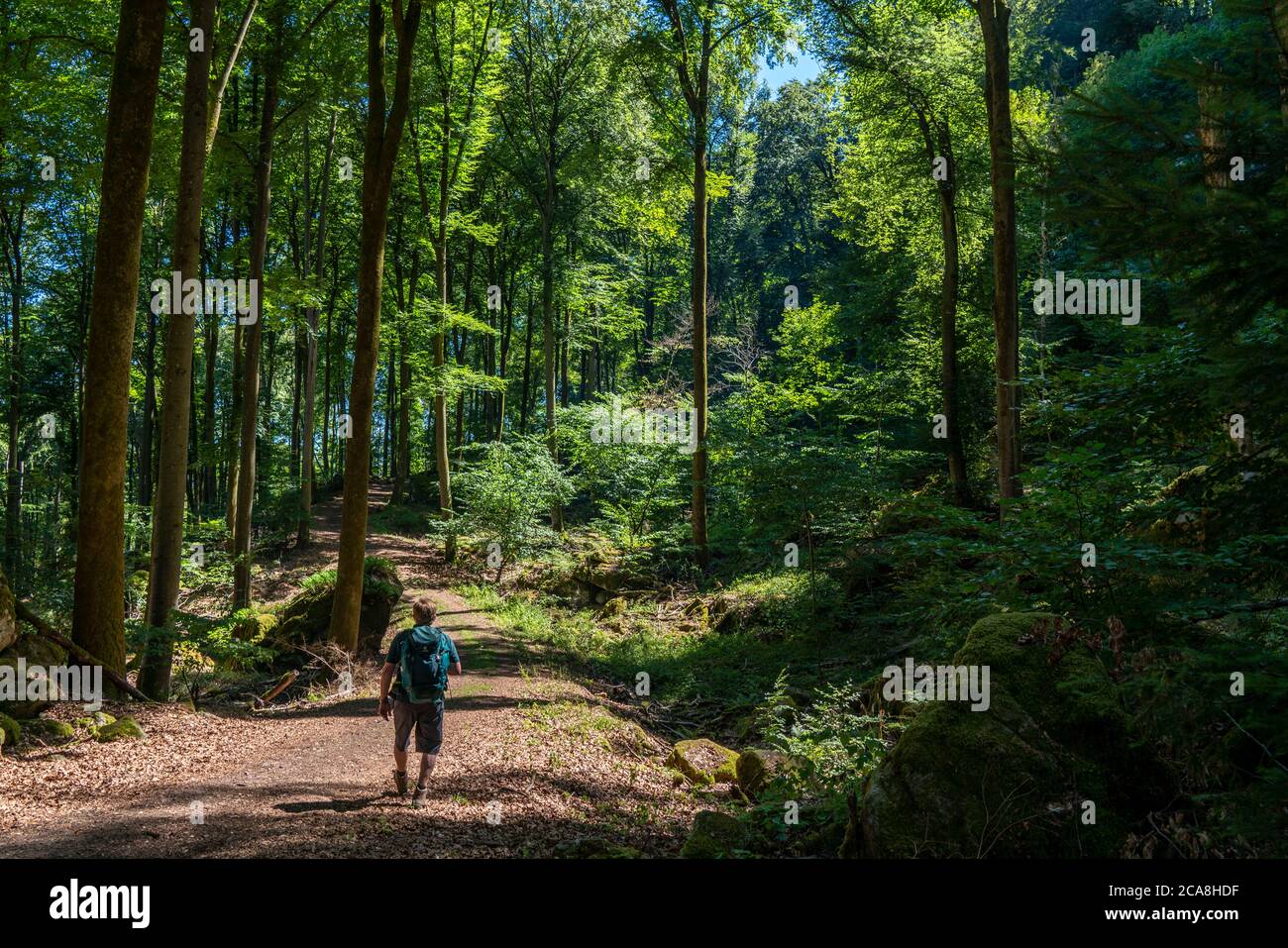 Sentiero per la Gola del Diavolo, vicino Irrel, Parco Naturale Südeifel, Rheinland-Pflanz, Germania, Foto Stock