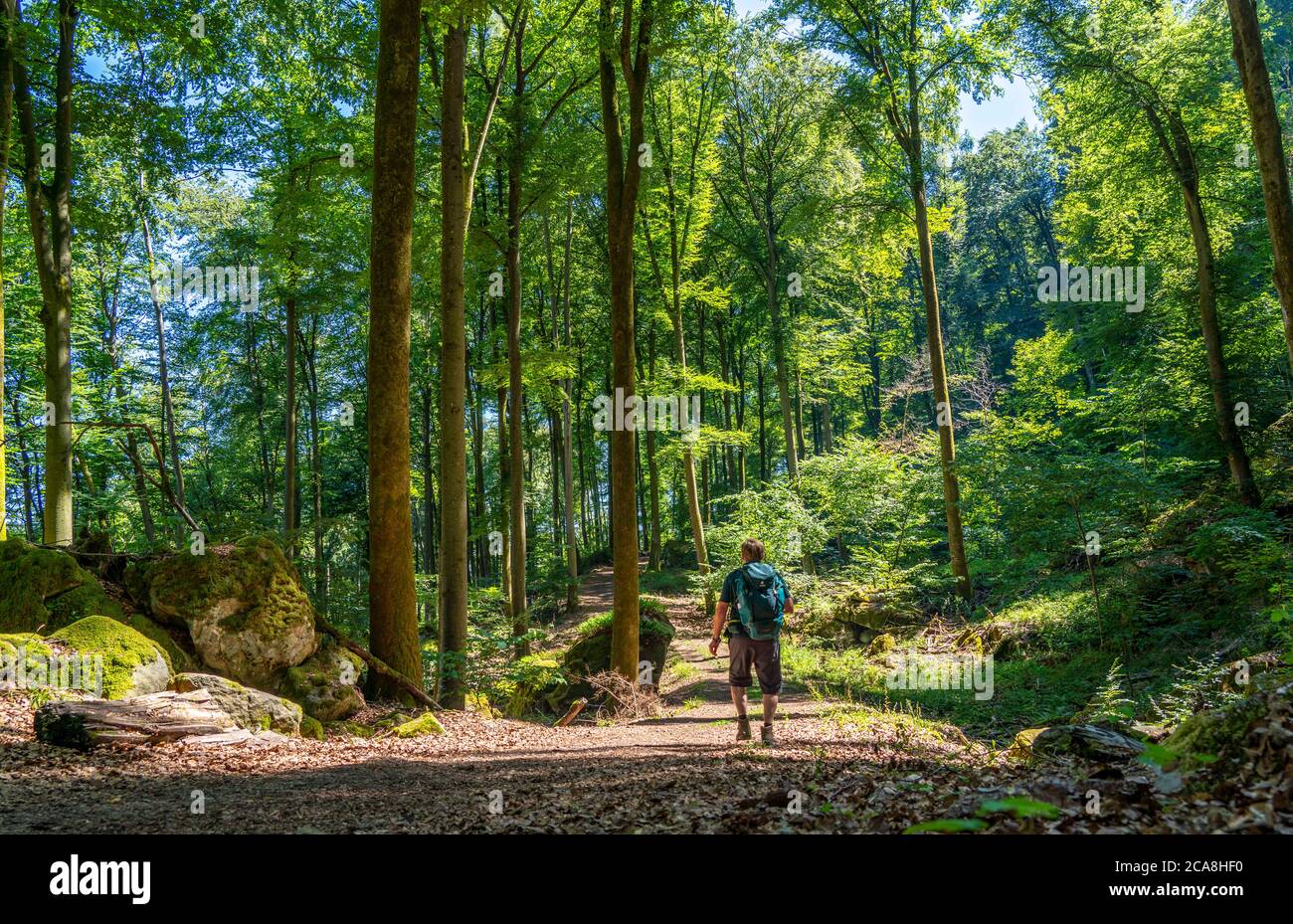 Sentiero per la Gola del Diavolo, vicino Irrel, Parco Naturale Südeifel, Rheinland-Pflanz, Germania, Foto Stock