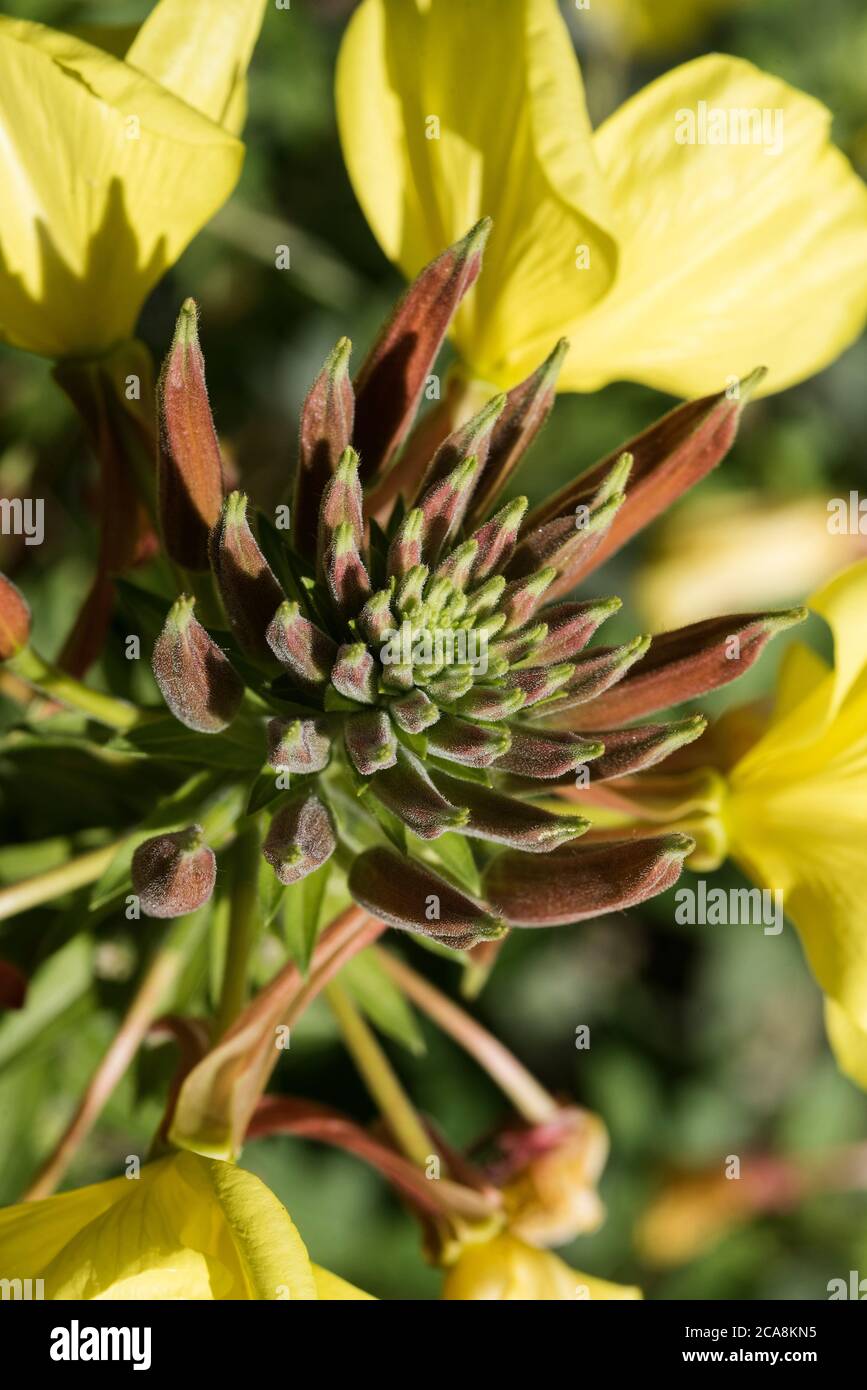 I fiori e le gemme di Primrose sera - Oenotera biennis, alias Evening Star o Sundrop. Foto Stock