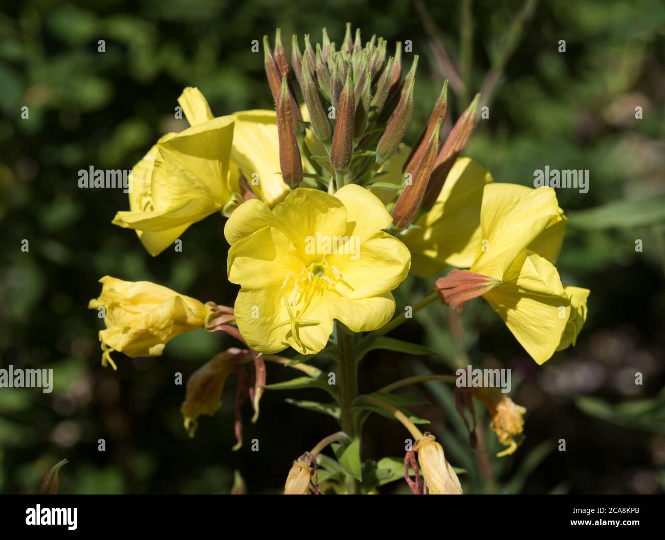 I fiori e le gemme di Primrose sera - Oenotera biennis, alias Evening Star o Sundrop. Foto Stock