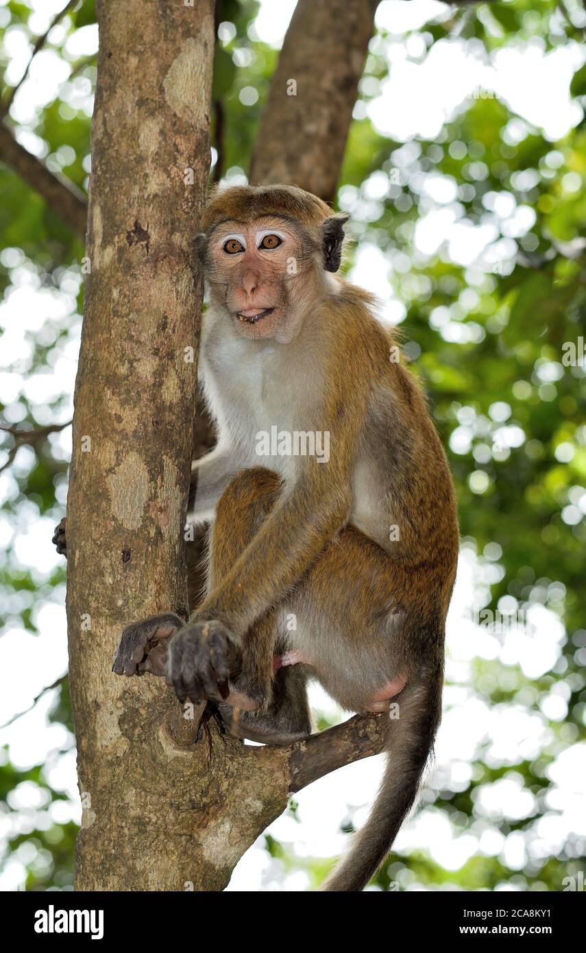SRI LANKA TOQUE MACAQUE SCIMMIA NELL'ALBERO. Foto Stock