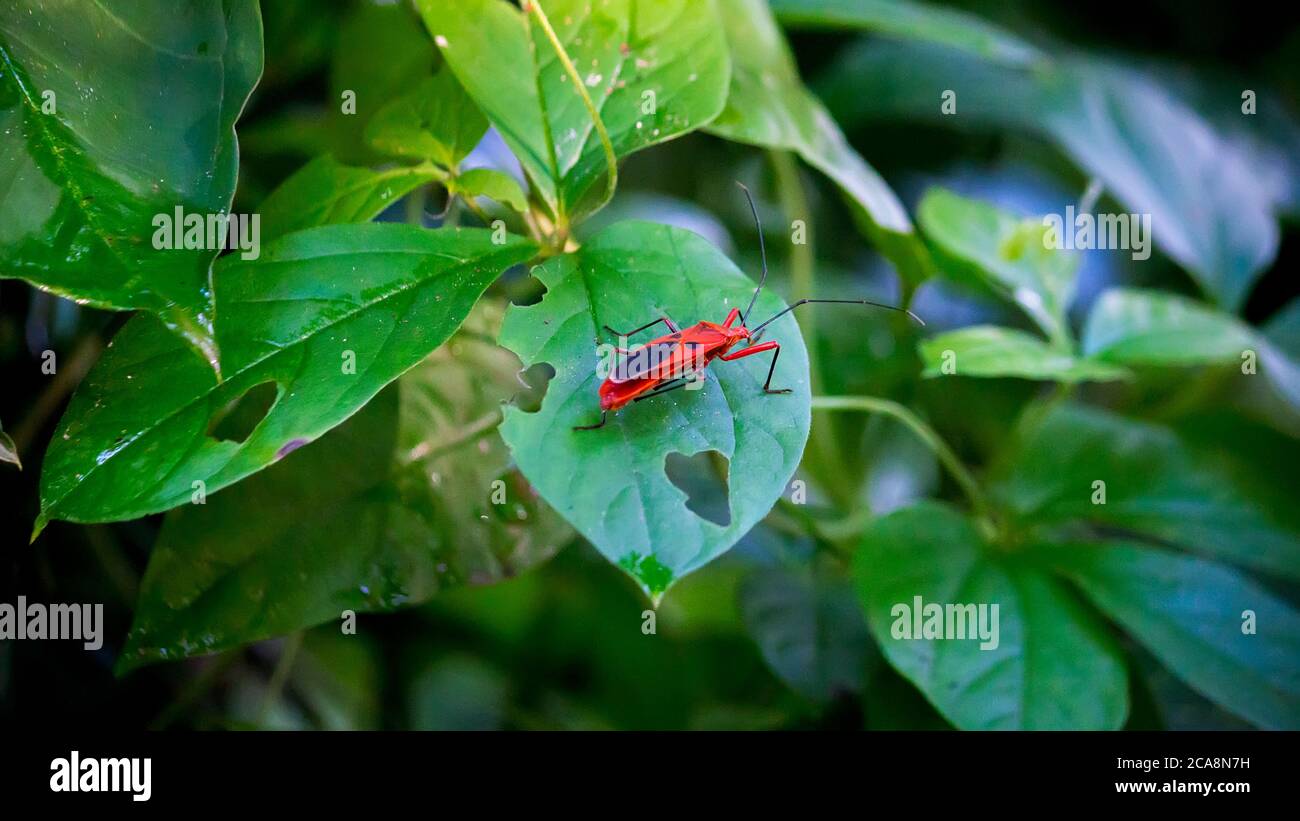 Insetto rosso su una foglia verde nel giardino Foto Stock