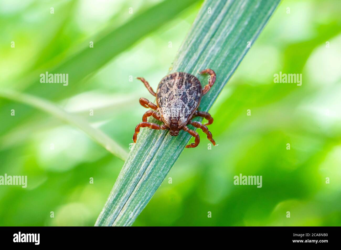 Dermacentor marginatus, Dermacentor reticulatus. Encefalite Tick Insect strisciare su Green Grass. Virus dell'encefalite o malattia di Lyme borreliosi Foto Stock