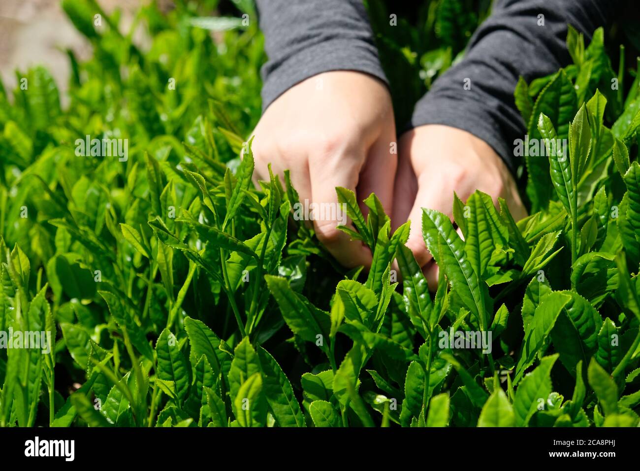 Le foglie di tè verde giapponesi di migliore qualità sono raccolte a mano durante la stagione del raccolto. Shizuoka è una delle principali prefettura di produzione di tè in Giappone. Foto Stock