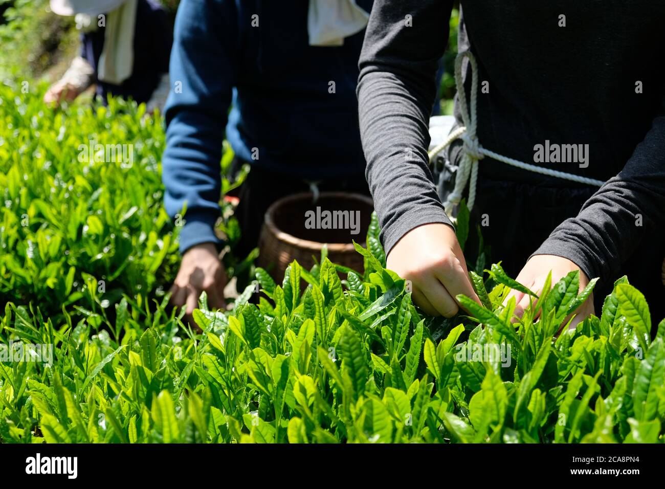 Le foglie di tè verde giapponesi di migliore qualità sono raccolte a mano durante la stagione del raccolto. Shizuoka è una delle principali prefettura di produzione di tè in Giappone. Foto Stock