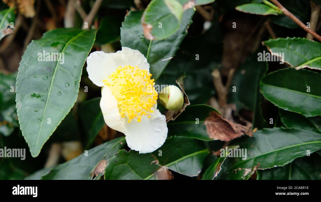 Fiore del tè Camellia che fiorisce intorno alla pianta del tè. Foto Stock