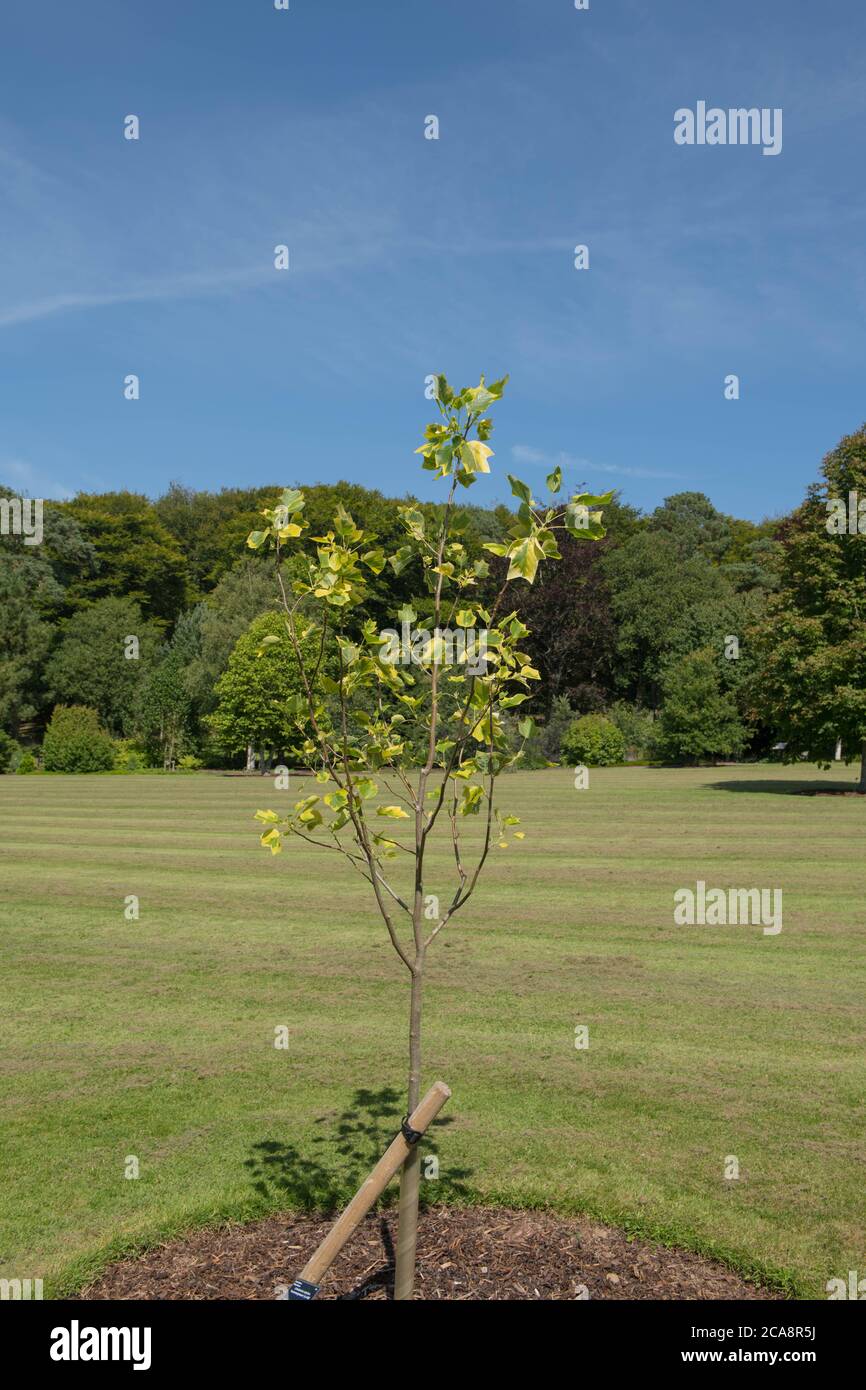 Estate Foliage di un giovane albero di tulipifero di foglie variegate deciduo (Liriodendron tulipifera 'Aureomarginatum') che cresce in un giardino con un cielo blu luminoso Foto Stock