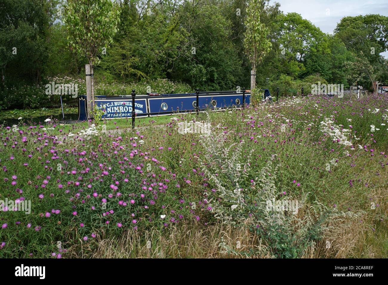 Fiore selvaggio dal canale con chiatta nel terreno posteriore. Canale di Stourbridge. Paese nero. Inghilterra. REGNO UNITO Foto Stock