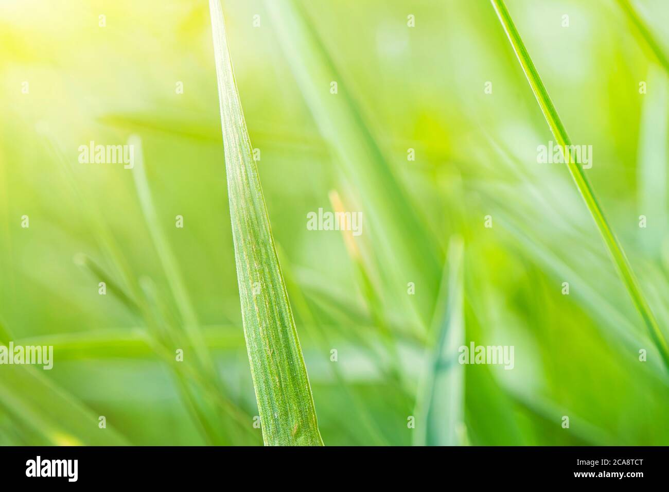 una piccola zecca marrone si siede sull'erba nel luminoso sole estivo durante il giorno. L'artropodi pericoloso che succhia il sangue trasferisce virus e malattie. Foto Stock
