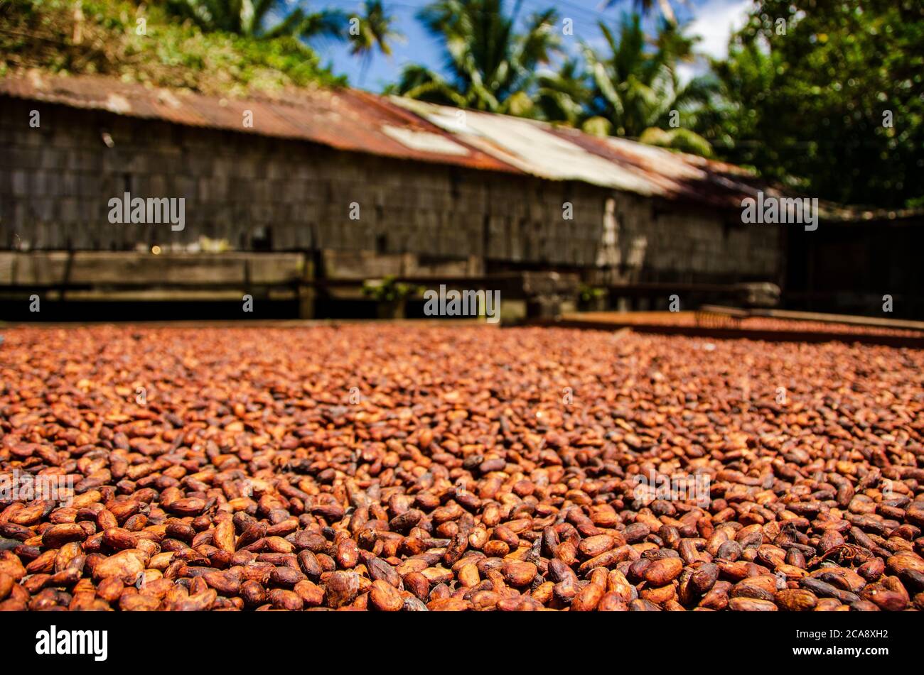 Chicchi di cioccolato che si asciugano al sole Foto Stock