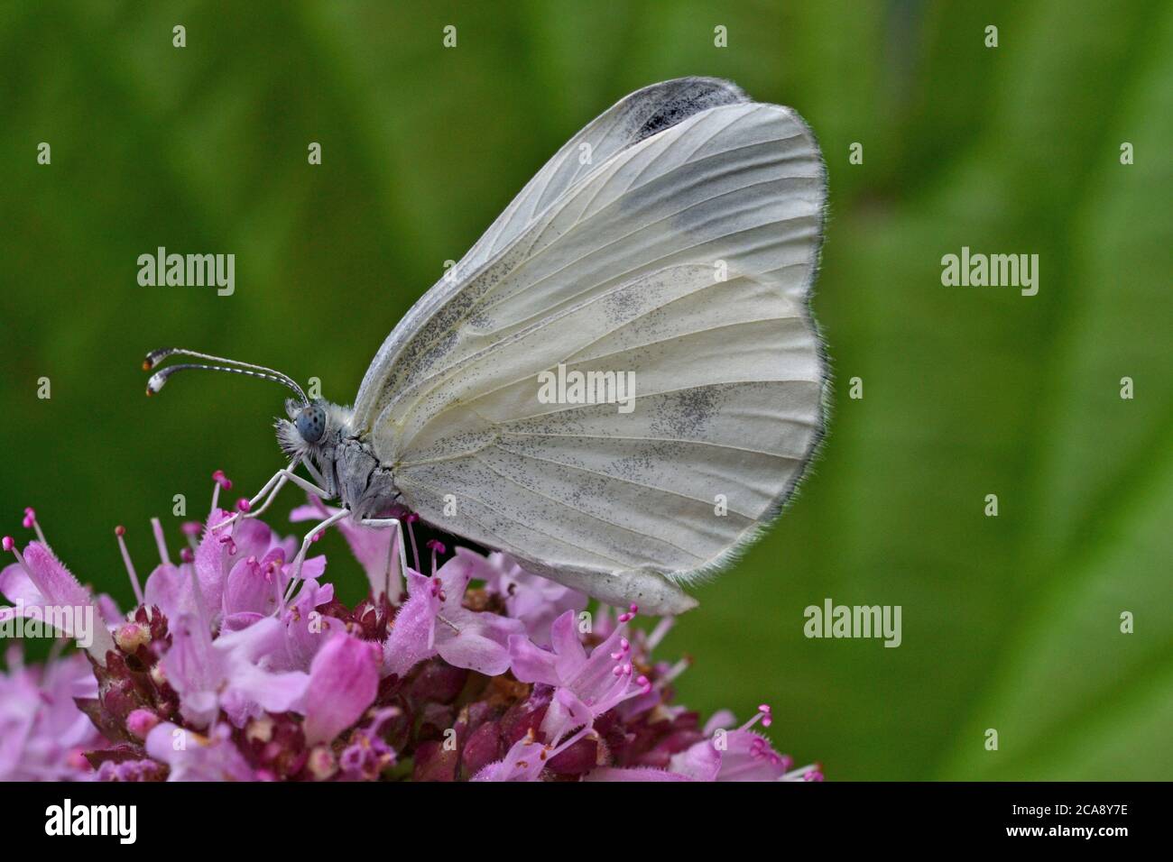 Legno farfalla bianca, specie di boschi rare nel Regno Unito Foto Stock