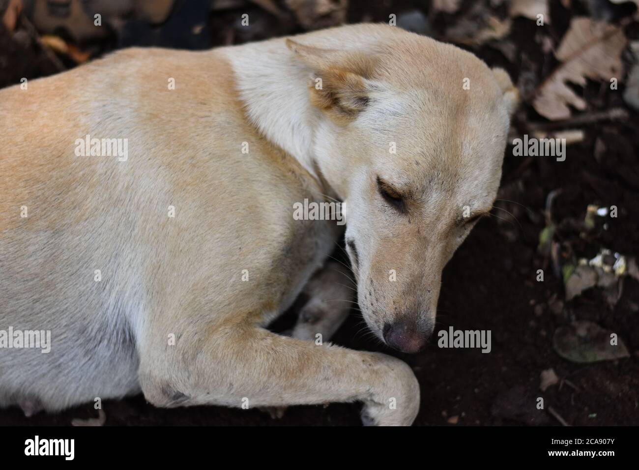 Malato cane di strada indiano cercando di dormire mentre nel dolore. Foto Stock