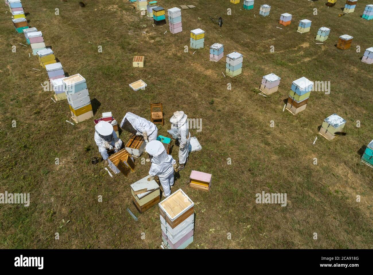 Apicoltori che lavorano per raccogliere il miele in una zona di Florina nel nord della Grecia. Apicoltura biologica Foto Stock