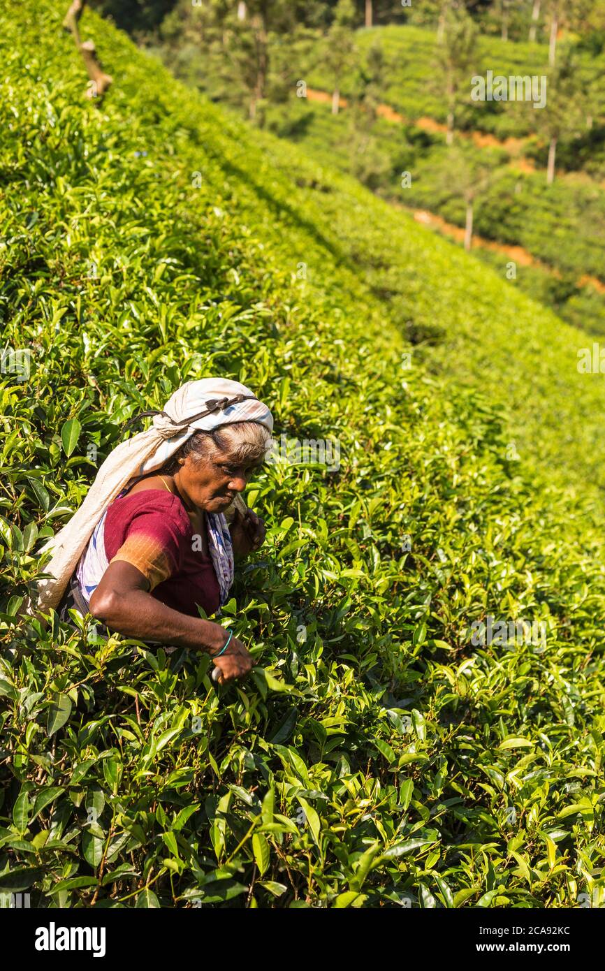 Tea plucking, Lago di Castlereagh, Hatton, Provincia Centrale, Sri Lanka, Asia Foto Stock