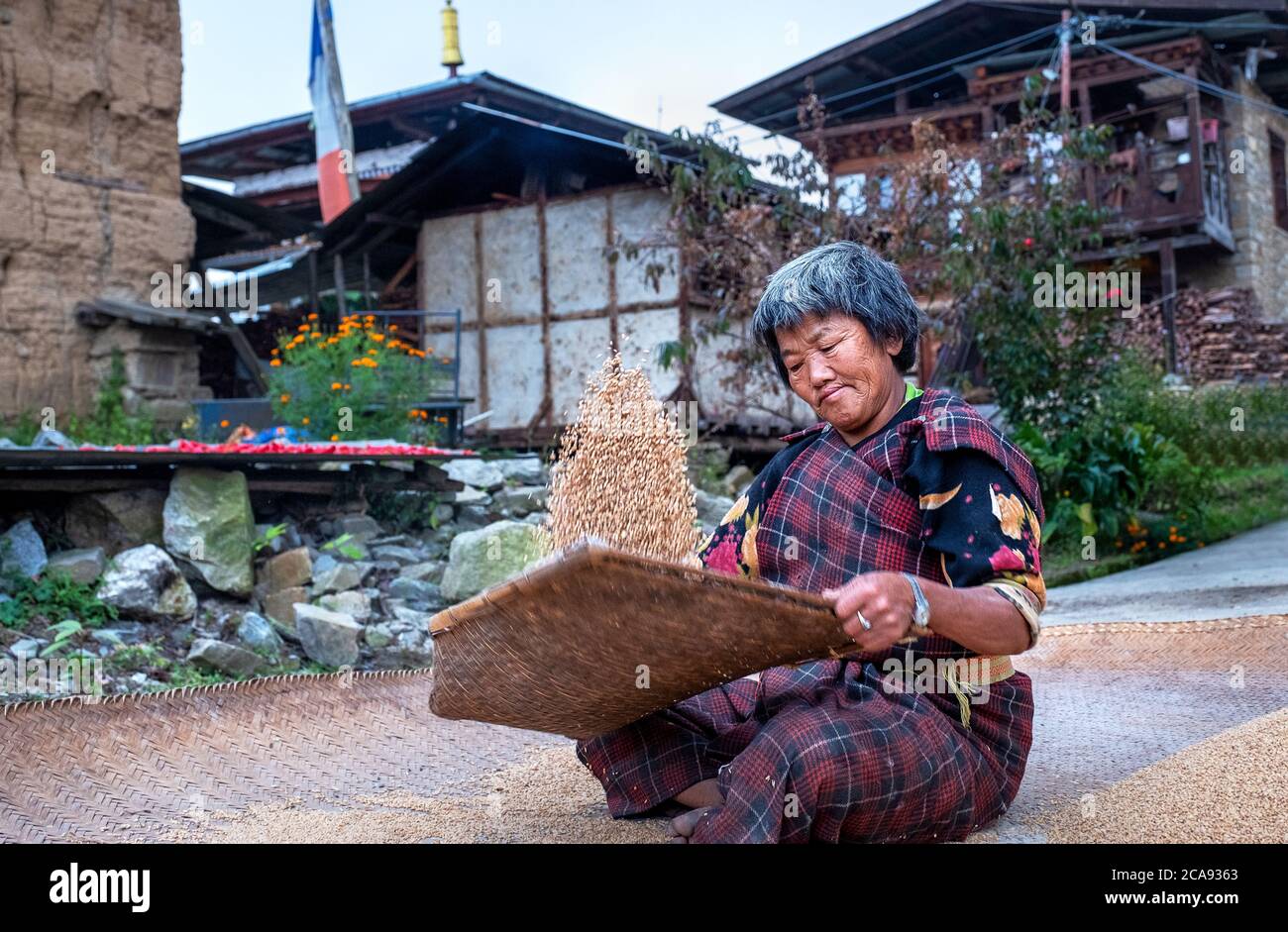 Tradizionale cagliatura del riso al Villaggio di Tshangkha, vicino a Trongsa, Bhutan, Asia Foto Stock