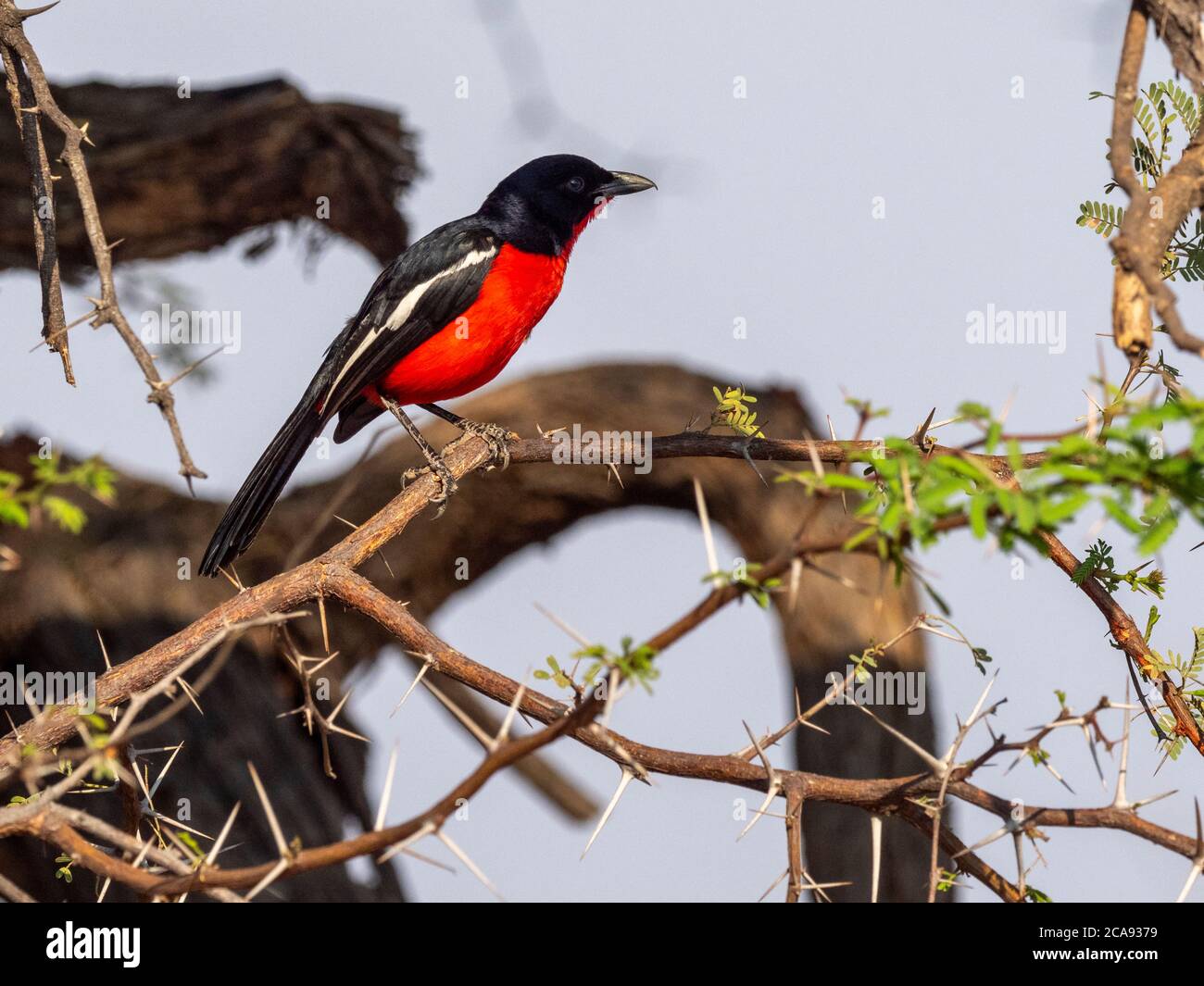 Un gamberetto cremisi adulto (Laniarius atrococcineus), nel Parco Nazionale di Hwange, Zimbabwe, Africa Foto Stock