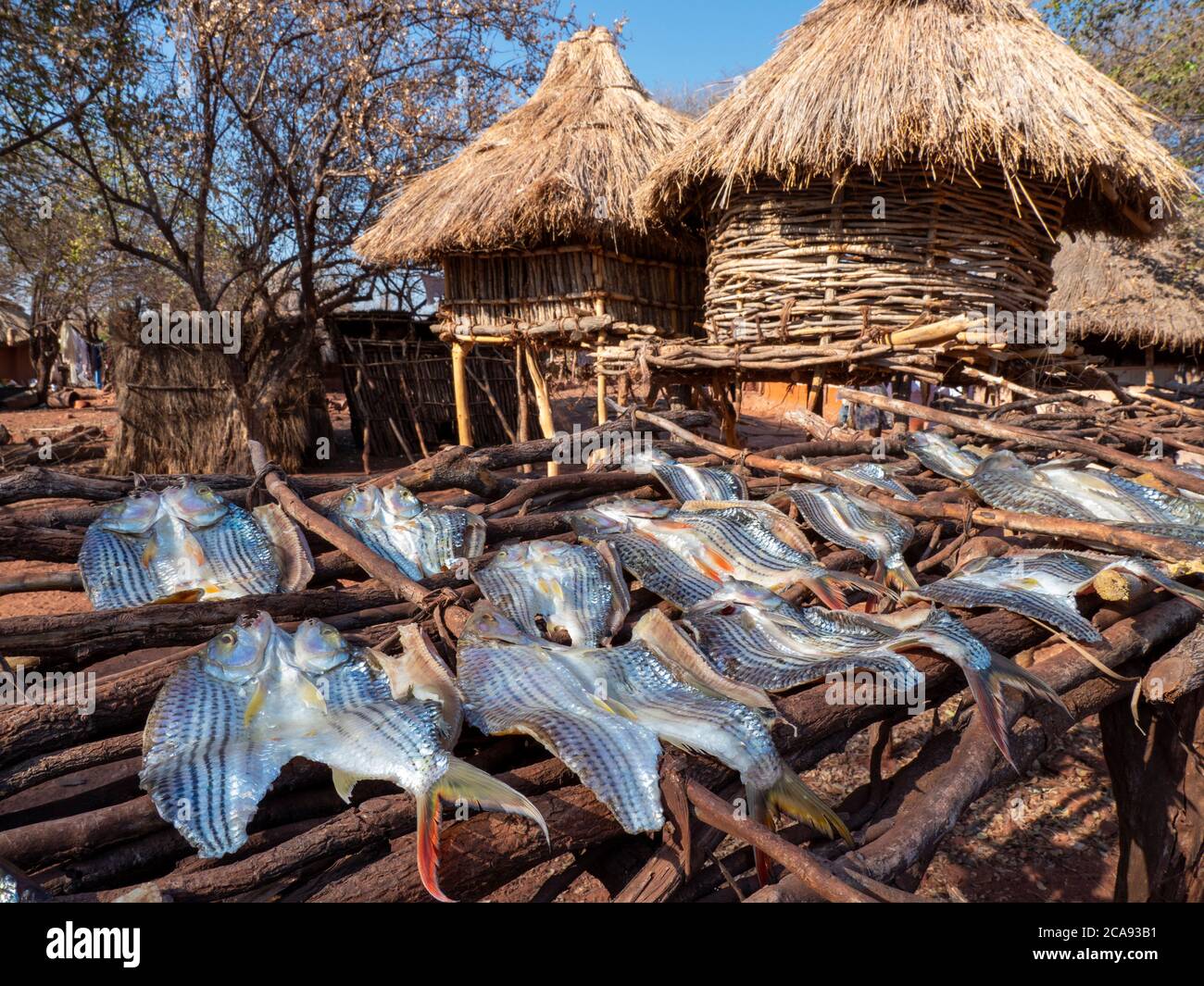 I giorni pescano del pesce che asciuga al sole nel villaggio di pescatori di Musamba, sulla riva del lago Kariba, Zimbabwe, Africa Foto Stock I giorni pescano del pesce che asciuga al sole nel villaggio di pescatori di Musamba, sulla riva del lago Kariba, Zimbabwe, Africa Foto Stock