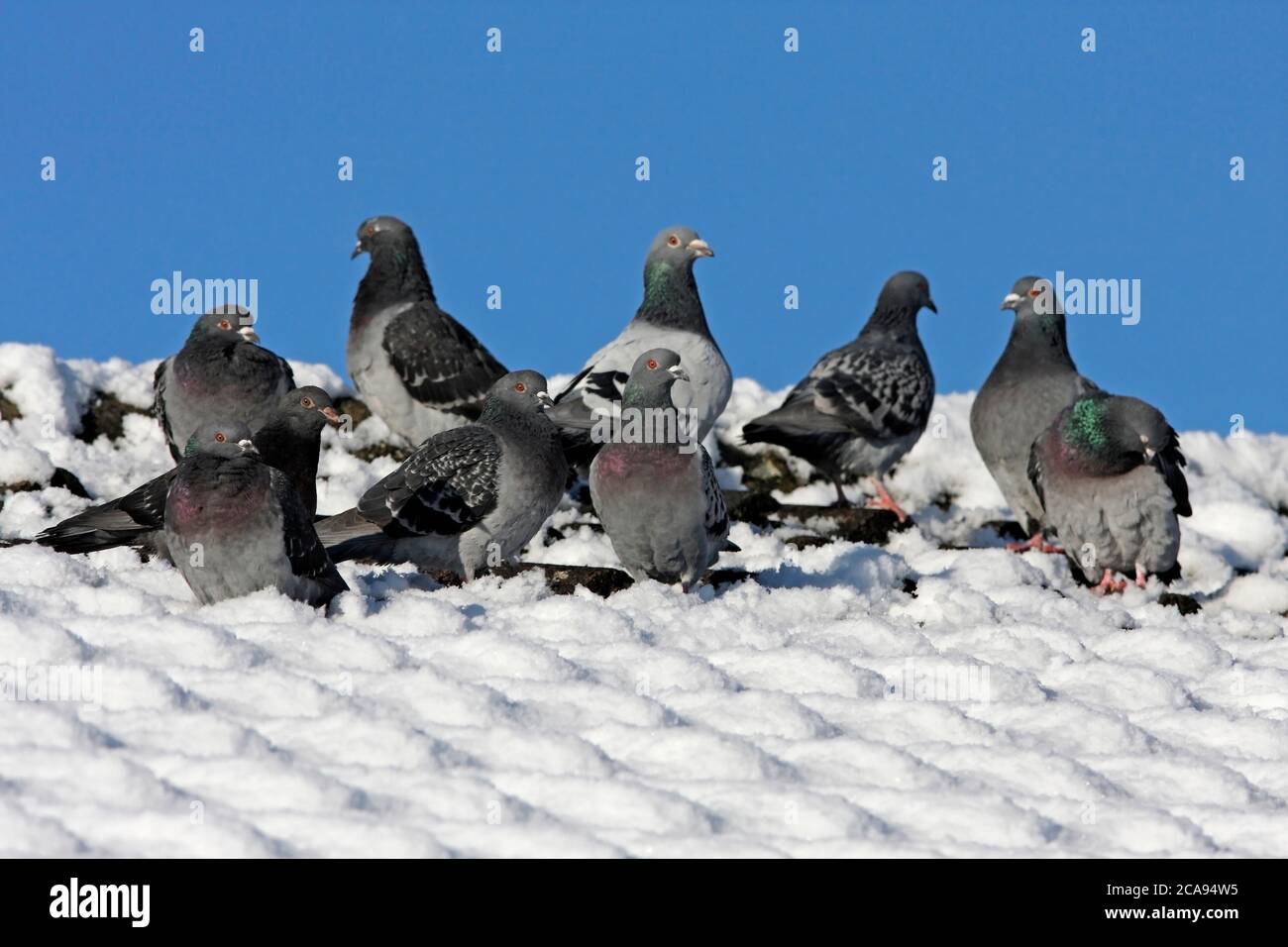 FERAL PIGEON (Columba livia) si affollano su un tetto coperto di neve, Regno Unito. Foto Stock