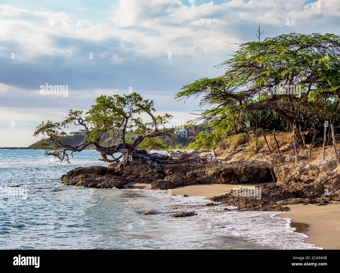 Lone Tree by the Jack Sprat Beach, Treasure Beach, Saint Elizabeth Parish, Giamaica, Indie Occidentali, Caraibi, America Centrale Foto Stock
