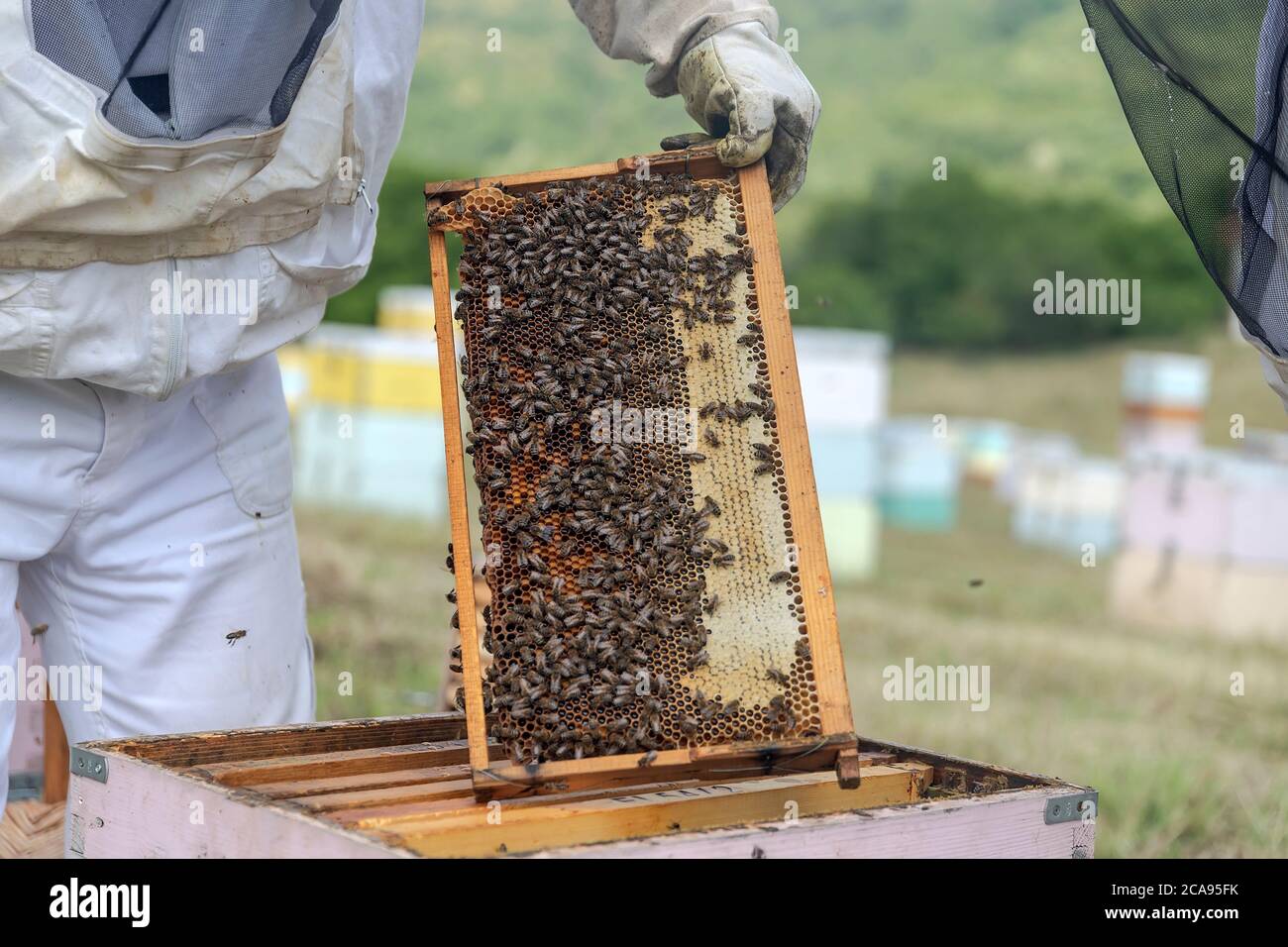 apicoltore che tiene un nido d'ape pieno di api. Apicoltore che controlla il telaio a nido d'ape in apiary. Concetto di apicoltura Foto Stock