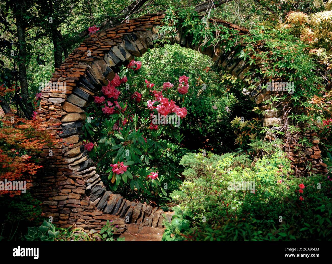 Rododendri incorniciati da una grande apertura circolare in pietra Foto Stock