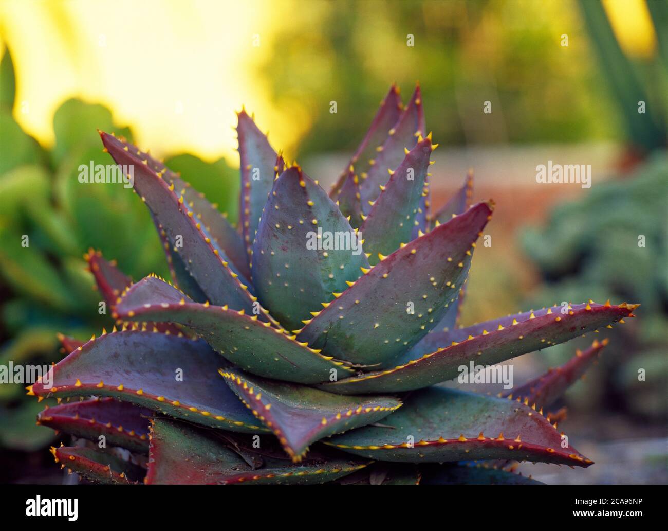 Un primo piano di un cactus Aloe Mitriformis con spine gialle e foglie carnose dai bordi rosa Foto Stock