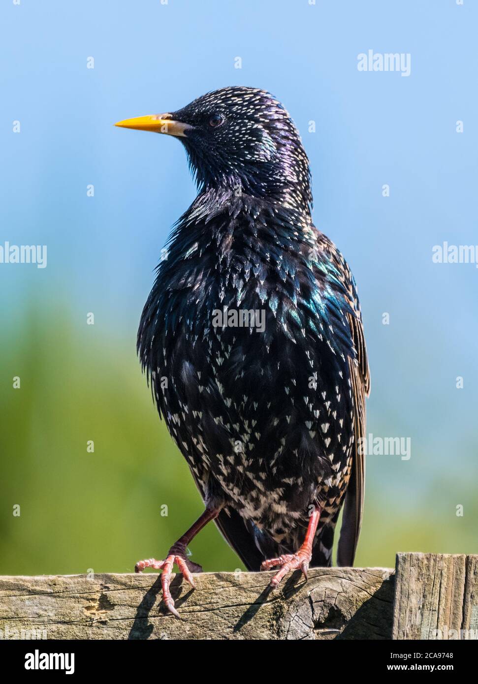 Starling comune (Sturnus vulgaris) guardando al lato in primavera, arroccato su una recinzione nel Regno Unito. Verticale/verticale. Foto Stock