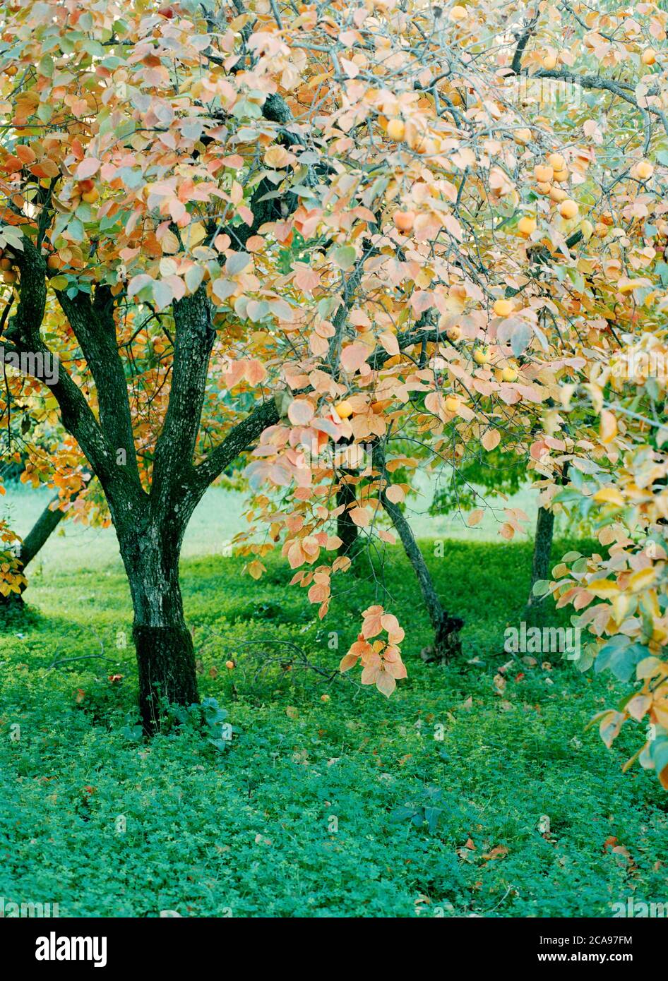 Alberi di persimmon carichi in un frutteto d'autunno Foto Stock
