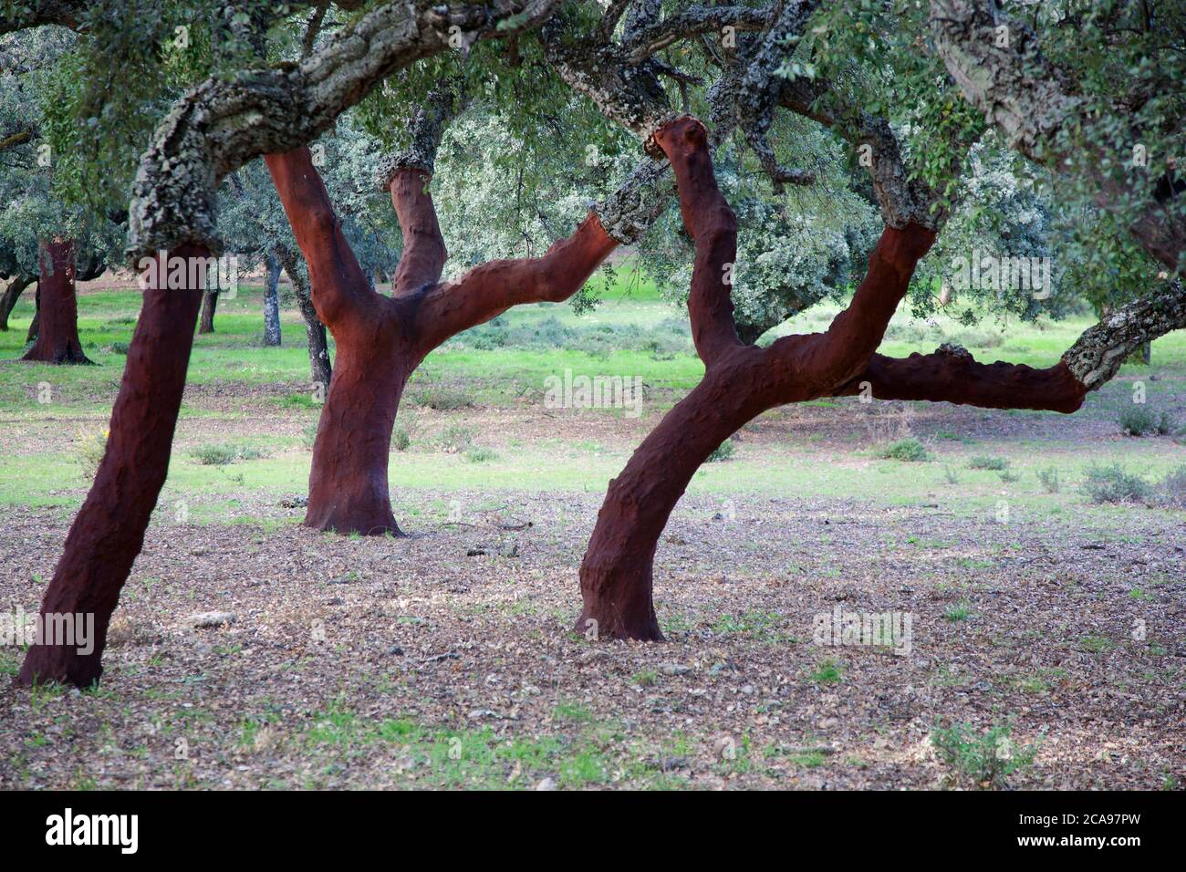 Querce di sughero nel Parco Nazionale di Grazalema Foto Stock