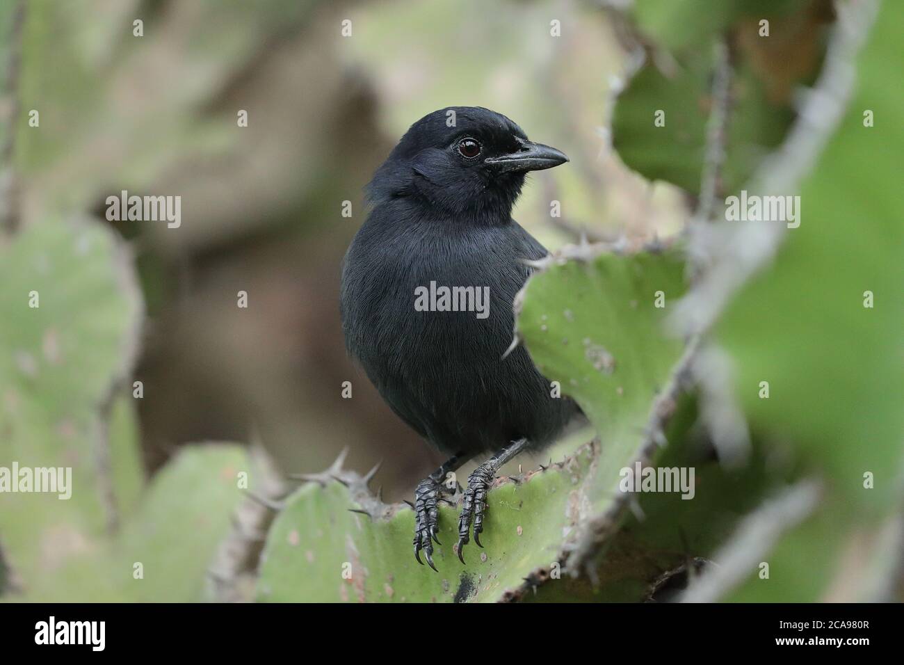 Il boubou ardesia è una specie di uccello della famiglia Malaconotidae. Foto Stock