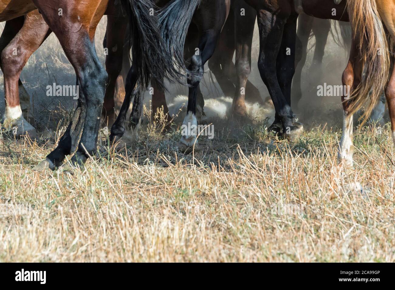 Tradizionale o Kokpar buzkashi nella periferia di Gabagly national park, Shymkent, regione sud, in Kazakistan e in Asia centrale, Foto Stock