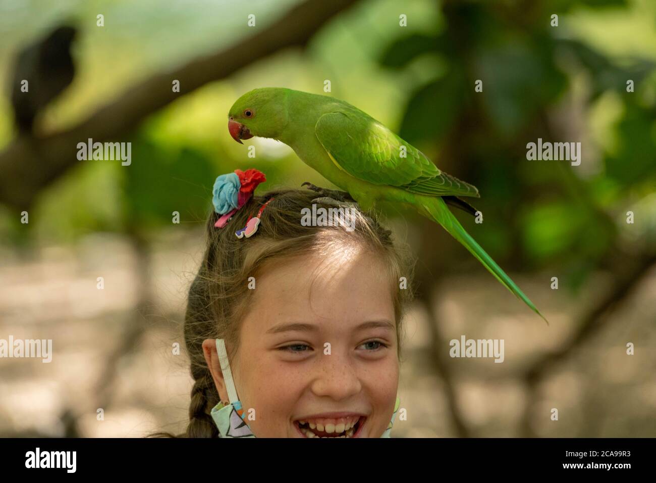 Londra, Regno Unito. 5 agosto 2020. Meteo: I parakeets ferali (Psittacula krameri) sono alimentati a mano dai turisti nel Green Park di Londra (Foto con permesso) Credit: Ian Davidson/Alamy Live News Foto Stock