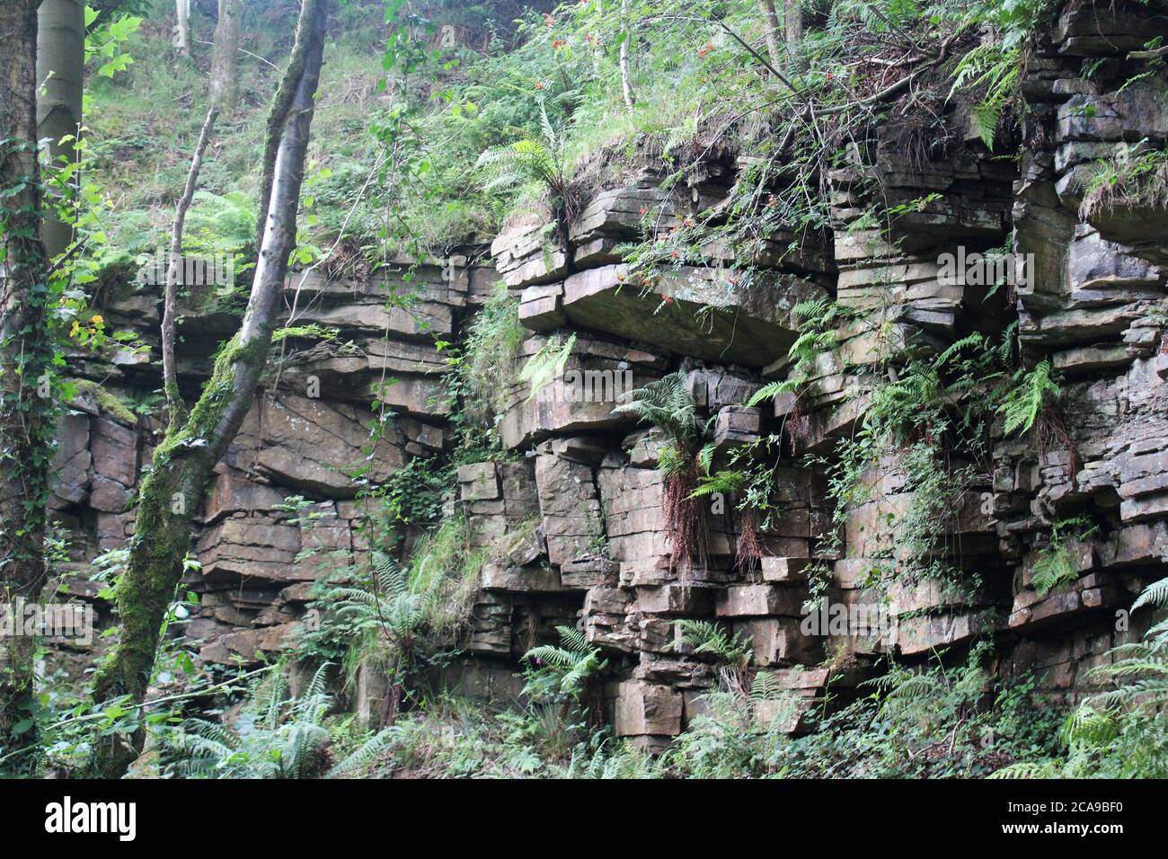 Lastre di roccia sovra-cresciute in una vecchia foresta di crescita a Anglezarke, Chorley, Inghilterra Foto Stock