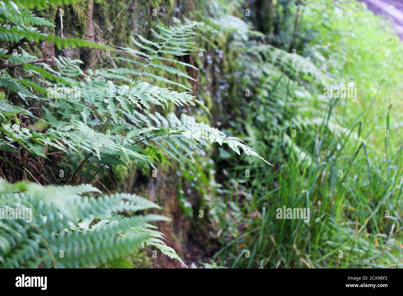 Primo piano di foglie di felce (fronti) e piante selvatiche che crescono da un muro di pietra sopravcrescita ad Anglezarke, Chorley, Inghilterra Foto Stock
