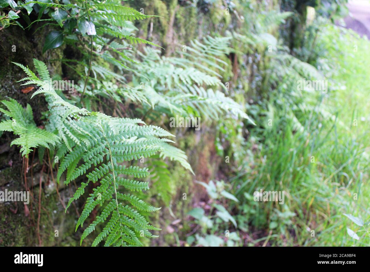 Primo piano di foglie di felce (fronti) e piante selvatiche che crescono da un muro di pietra sopravcrescita ad Anglezarke, Chorley, Inghilterra Foto Stock