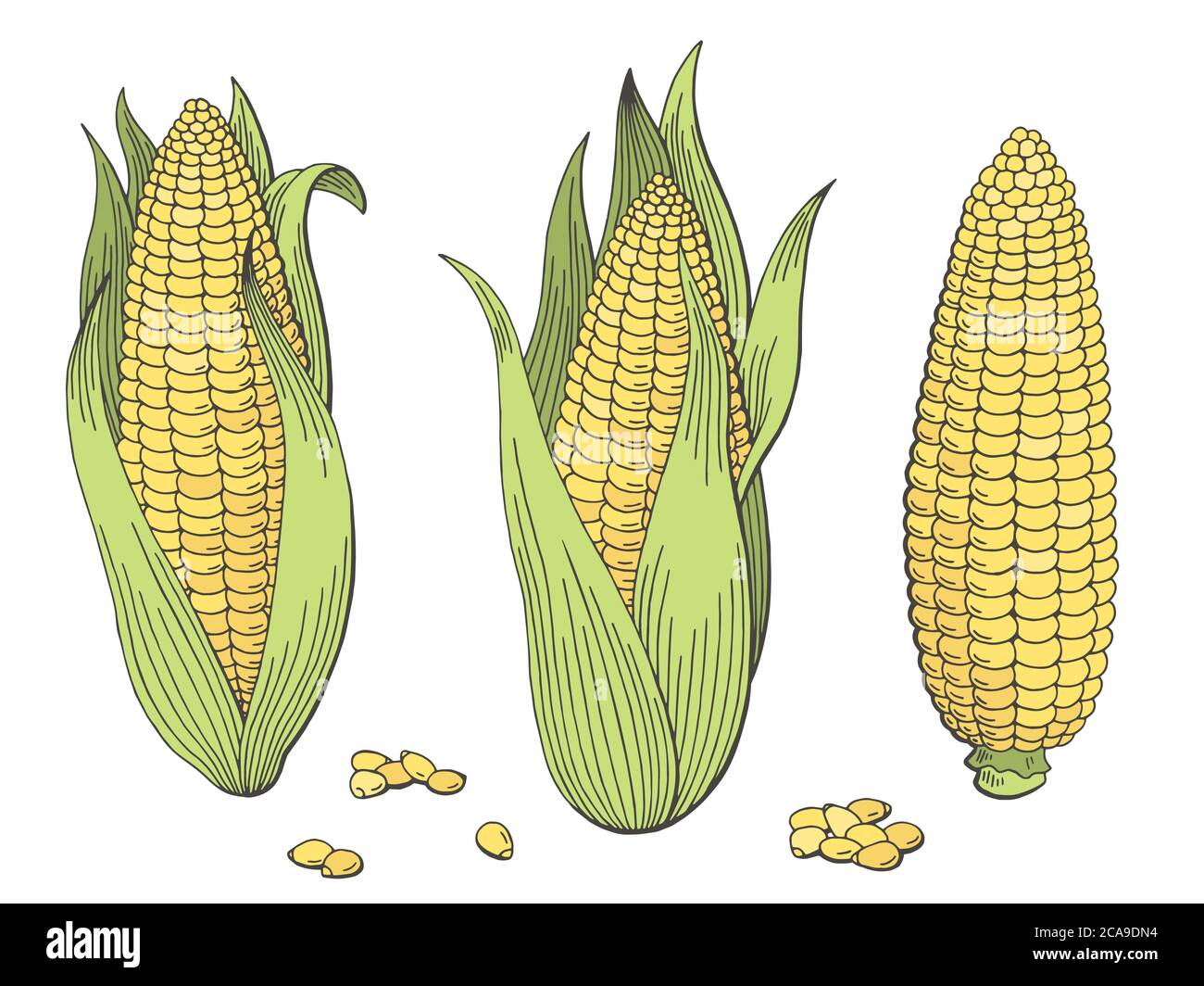 Grafico corn colore isolato vettore illustrazione insieme di schizzo Illustrazione Vettoriale