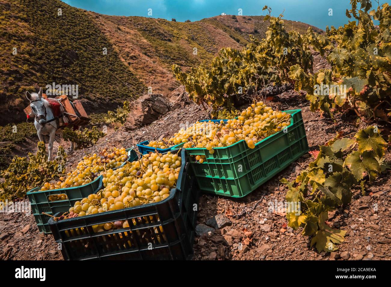 5 agosto 2020: 5 agosto 2020 (Almachar, Malaga) la vendemmia inizia nella zona di Axarquia, con le uve raccolte a mano nei vigneti delle montagne del villaggio di Almachar, Che insieme al villaggio di Moclinejo ed El Borge inizia la campagna di vendemmia della vendemmia 2020, per la produzione di vino e uva passa. Credit: Lorenzo Carnero/ZUMA Wire/Alamy Live News Foto Stock