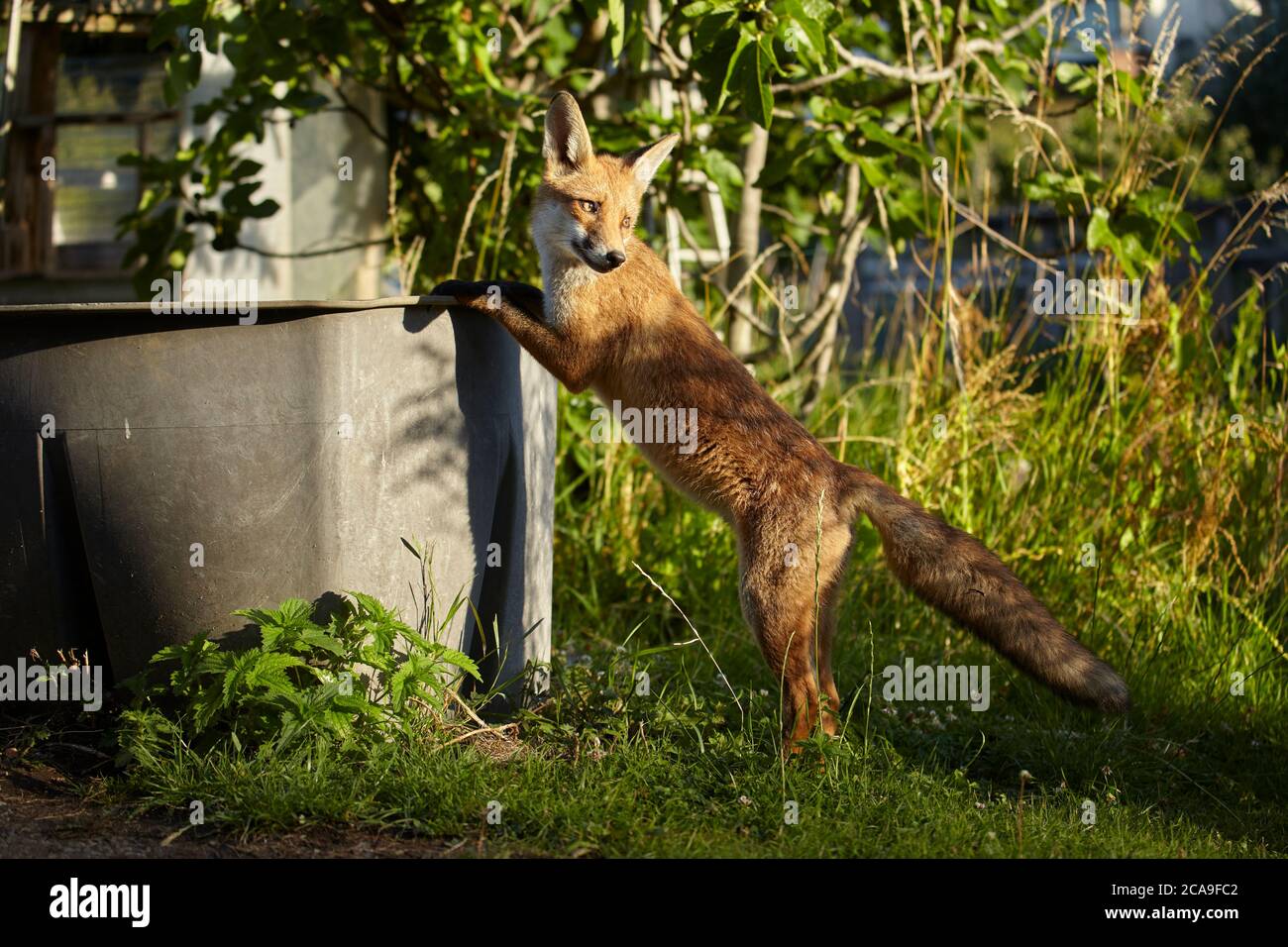 Bere Fox urbano a Finchley, Londra, Regno Unito Foto Stock