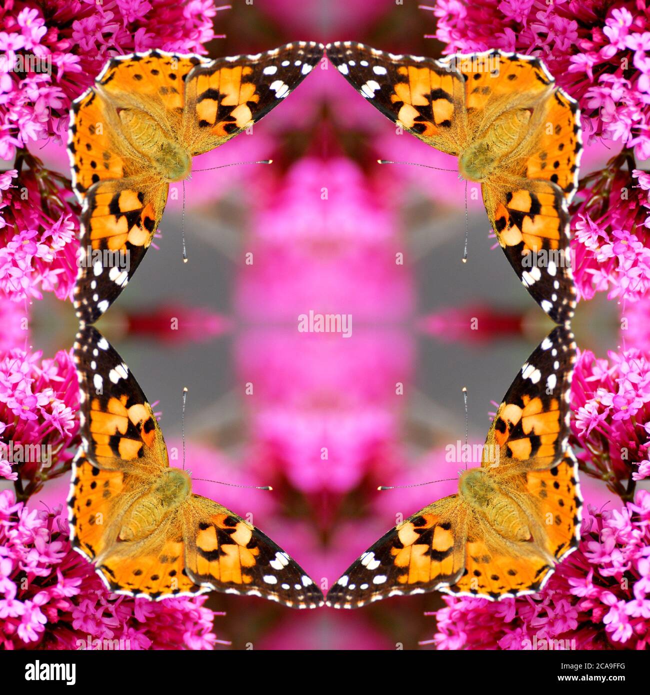 Immagine riflessa digitalmente di una farfalla dipinta (Vanessa Cardui) che si nuote su un fiore viola Foto Stock