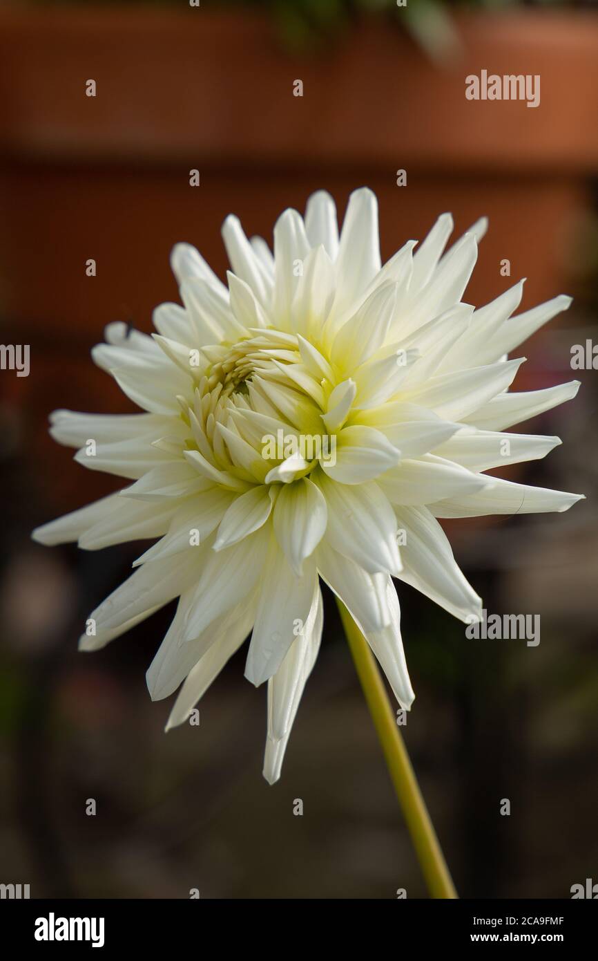 Dahlia All Triumph uno stupefacente cactus dahlia bianco Foto Stock