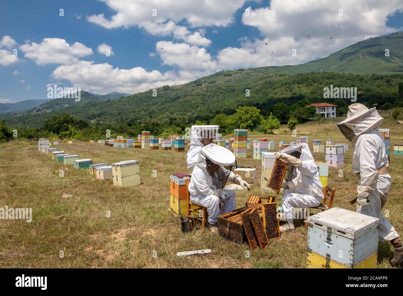 Florina, Grecia - 10 luglio 2020: Apicoltori che lavorano per raccogliere il miele in una zona di Florina, nel nord della Grecia. Apicoltura biologica Foto Stock